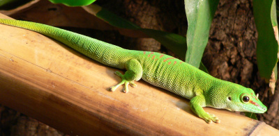 Фельзума великолепная (c), L ( Phelsuma grandis)
